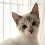2月24日君津店に参加する富津ねこネットの保護猫18