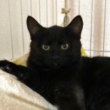 2月24日君津店に参加する富津ねこネットの保護猫19