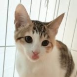 2月24日君津店に参加する富津ねこネットの保護猫20