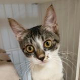 2月24日君津店に参加する富津ねこネットの保護猫21