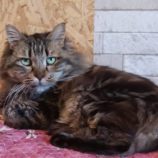 2月18日古河店に参加する一般社団法人にゃんこの大冒険の保護猫01