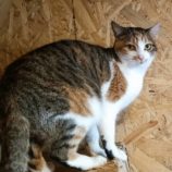 2月18日古河店に参加する一般社団法人にゃんこの大冒険の保護猫01