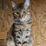 2月18日古河店に参加する一般社団法人にゃんこの大冒険の保護猫03