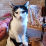 2月18日古河店に参加する一般社団法人にゃんこの大冒険の保護猫04