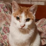 2月18日古河店に参加する一般社団法人にゃんこの大冒険の保護猫05