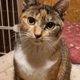 2月18日古河店に参加する一般社団法人にゃんこの大冒険の保護猫06