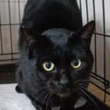 2月18日古河店に参加する一般社団法人にゃんこの大冒険の保護猫07