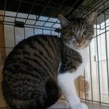 2月18日古河店に参加する一般社団法人にゃんこの大冒険の保護猫08