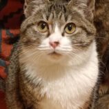 2月18日古河店に参加する一般社団法人にゃんこの大冒険の保護猫09