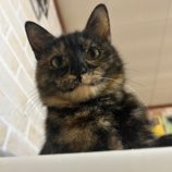 2月4日幸手店に参加するまたたび家の保護猫01