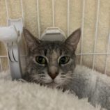 2月4日幸手店に参加するまたたび家の保護猫03