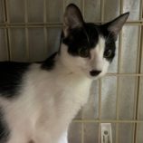 2月4日幸手店に参加するまたたび家の保護猫04