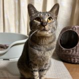 2月4日幸手店に参加するまたたび家の保護猫05