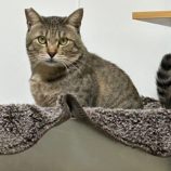 2月4日幸手店に参加するまたたび家の保護猫06