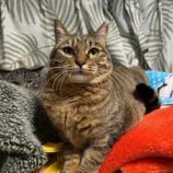 2月4日幸手店に参加するまたたび家の保護猫08