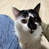 2月4日幸手店に参加するまたたび家の保護猫09