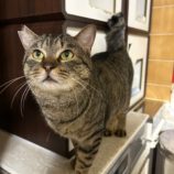 2月4日幸手店に参加するまたたび家の保護猫10