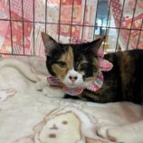 2月4日幸手店に参加するまたたび家の保護猫11