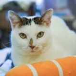 2月10日君津店に参加するNPO法人Happy-Wildcatsの保護猫01