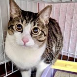 2月10日君津店に参加するNPO法人Happy-Wildcatsの保護猫02