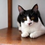 2月10日君津店に参加するNPO法人Happy-Wildcatsの保護猫03