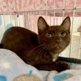 2月10日君津店に参加するNPO法人Happy-Wildcatsの保護猫04