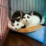 2月10日君津店に参加するNPO法人Happy-Wildcatsの保護猫05