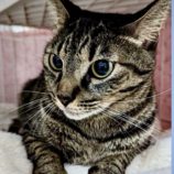 2月10日君津店に参加するNPO法人Happy-Wildcatsの保護猫06