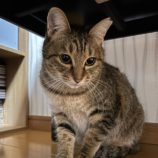 2月17日八千代店に参加する花ねこ千葉の保護猫01