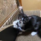 2月17日八千代店に参加する花ねこ千葉の保護猫02