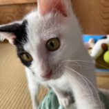 2月17日八千代店に参加する花ねこ千葉の保護猫03