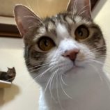 2月17日八千代店に参加する花ねこ千葉の保護猫04