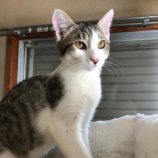 2月17日八千代店に参加する花ねこ千葉の保護猫05