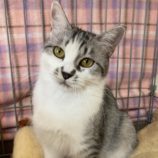 2月17日八千代店に参加する花ねこ千葉の保護猫06