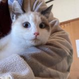 2月17日八千代店に参加する花ねこ千葉の保護猫07