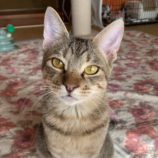 2月17日八千代店に参加する花ねこ千葉の保護猫08