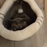 2月17日八千代店に参加する花ねこ千葉の保護猫09