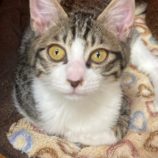 2月17日八千代店に参加する花ねこ千葉の保護猫10