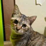 2月17日八千代店に参加する花ねこ千葉の保護猫11