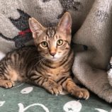 2月17日八千代店に参加する花ねこ千葉の保護猫12