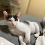 2月17日八千代店に参加する花ねこ千葉の保護猫13