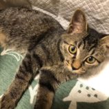 2月17日八千代店に参加する花ねこ千葉の保護猫14