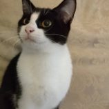 2月17日八千代店に参加する花ねこ千葉の保護猫15