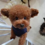 3月3日瑞穂店に参加するDog Famの保護犬01