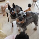 3月3日瑞穂店に参加するDog Famの保護犬02