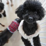 3月3日瑞穂店に参加するDog Famの保護犬03