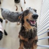 3月3日瑞穂店に参加するDog Famの保護犬04