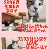 3月10日荒川沖店に参加するTeam.ホーリーキャットの保護猫03