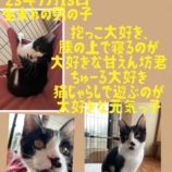 3月10日荒川沖店に参加するTeam.ホーリーキャットの保護猫04