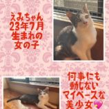 3月10日荒川沖店に参加するTeam.ホーリーキャットの保護猫06